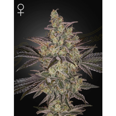 Frosted Guava Auto