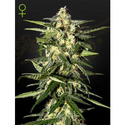 Jack Herer Automatic