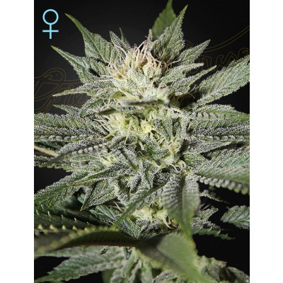 King's Kush CBD Feminisiert