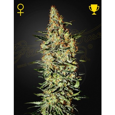 Neville's Haze Feminisiert
