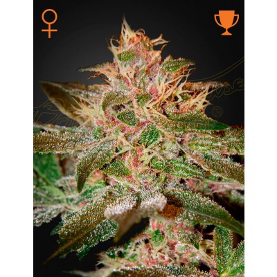 Pure Kush Feminisiert