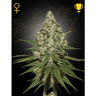 Super Lemon Haze Feminisiert