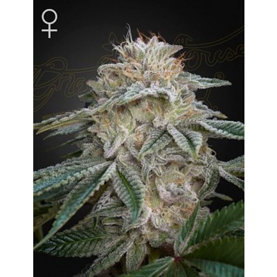 Super Lemon Haze x GMO Feminisiert