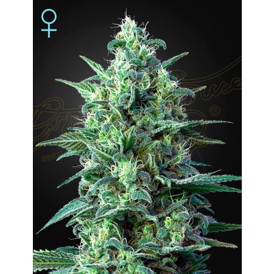 White Widow CBD Automatic