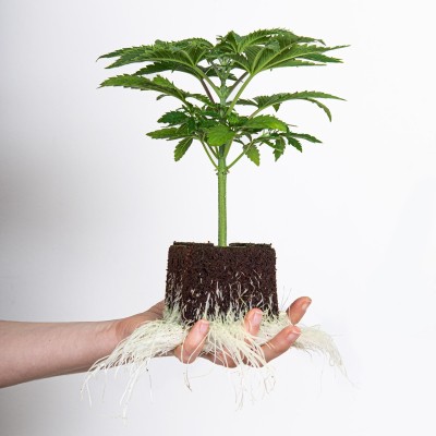 Auto Zkittlez  x Purple Punch F1 Hanfsämling Seeds24 Originals