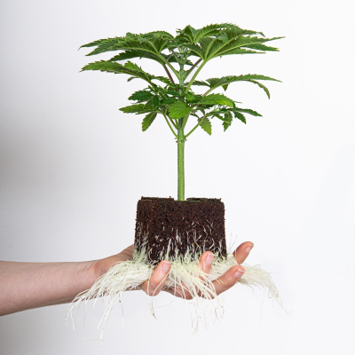 Firisan Dew Hanfsämling Seeds24 Originals