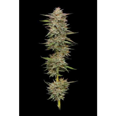 Banana OG Auto