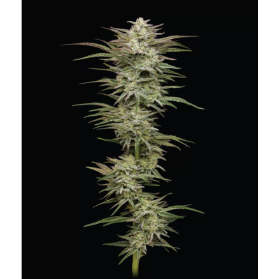 Jelly Donutz Auto