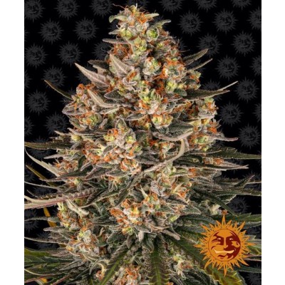 Lemon Haze Automatic