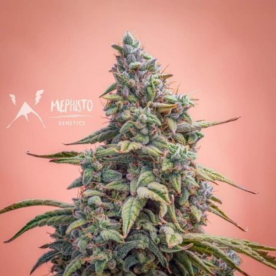 Canna Cheese CBD 1:1 Auto