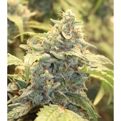 Creme-Tasmo Auto