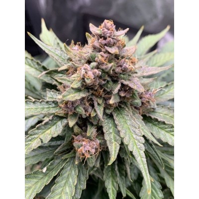 Forgotten Strawberries Auto