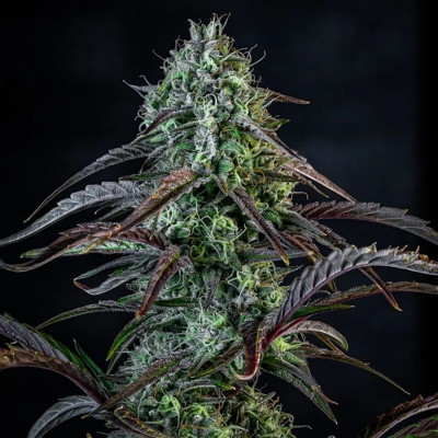 Iced 'n' Baked Auto