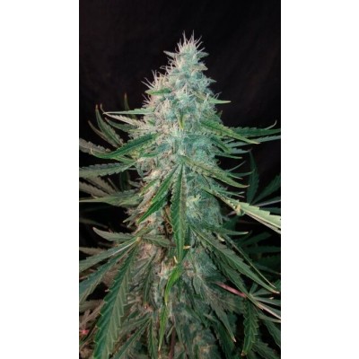 ManBearAlienPig Auto