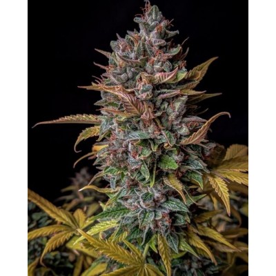 Orange Biscuits Auto