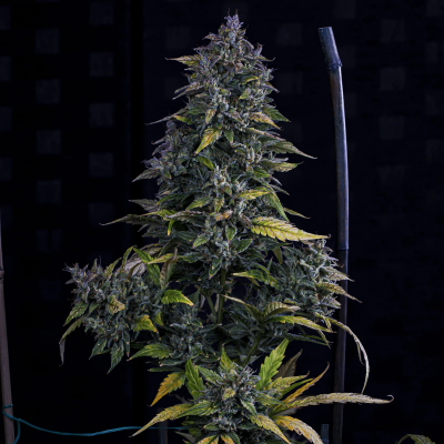 S.O.D.K Auto