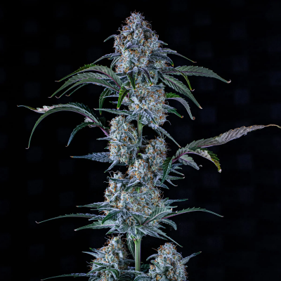 Sour Stomper Auto