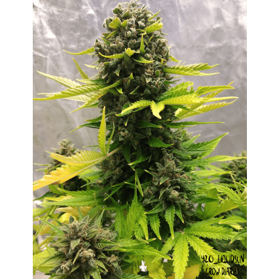 Stilton Special Auto
