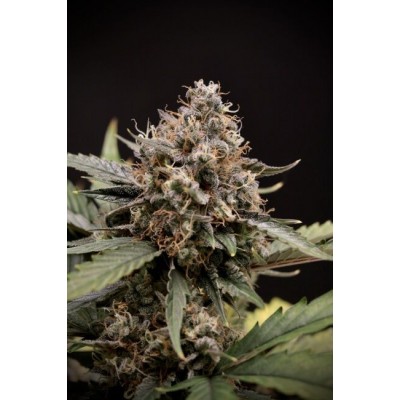 Sweet 'n' Sour Auto
