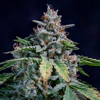 Walter White Auto