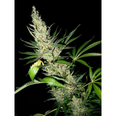 Master Kush x Skunk Regulär