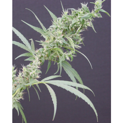 Neville's Haze x Mango Regulär
