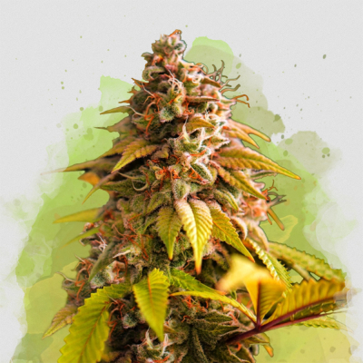 Northern Light Auto