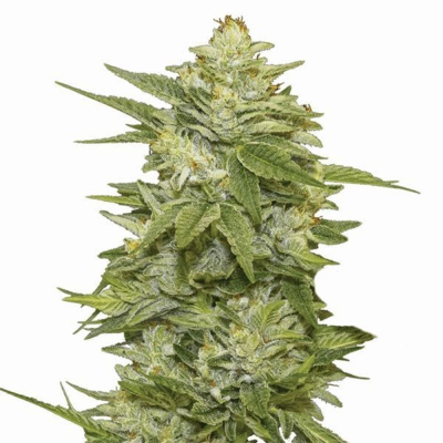GG48 Auto
