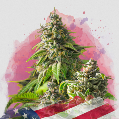 Girl Scout Cookies Feminisiert