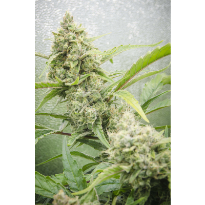 Hawaii Maui Waui Auto