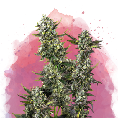 Hindu Kush Feminisiert