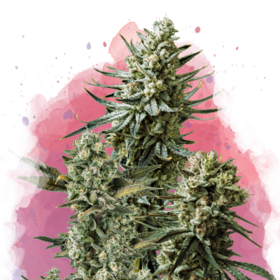 Misty Kush Feminisiert