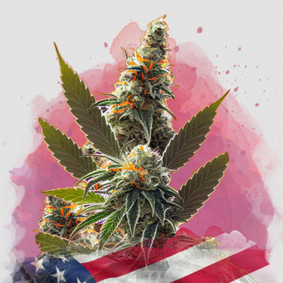 Orange Bud Auto