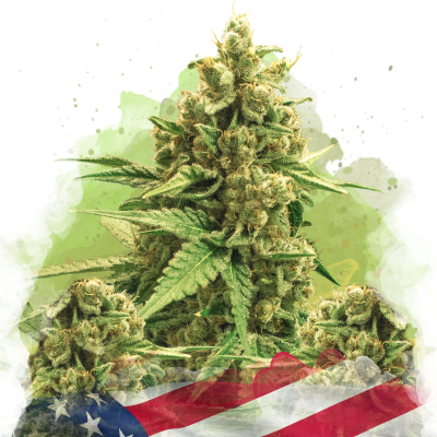 Original Glue Auto