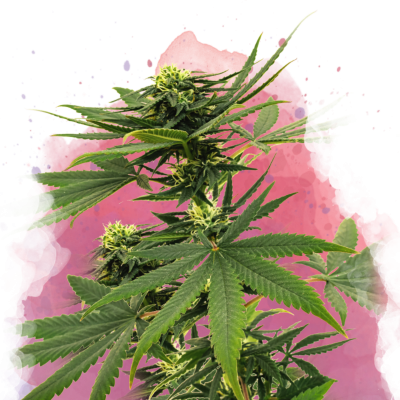 Sour Diesel Feminisiert
