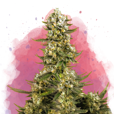 Super Silver Haze Feminisiert