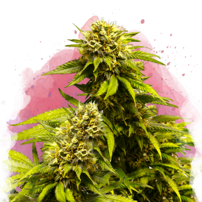 Super Skunk Feminisiert
