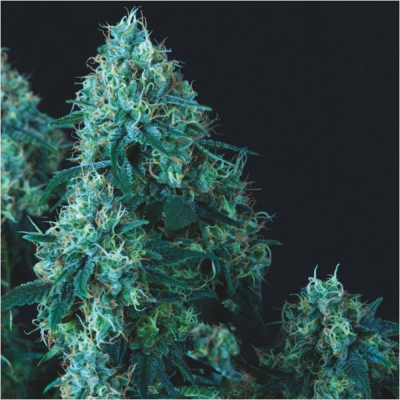 Black Cherry Punch Auto