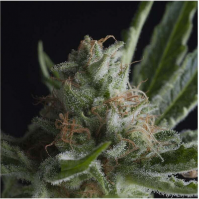 Shark CBD Feminisiert