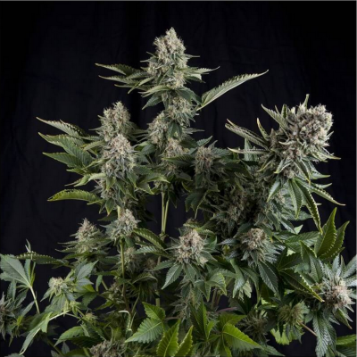 White Widow CBD Feminisiert