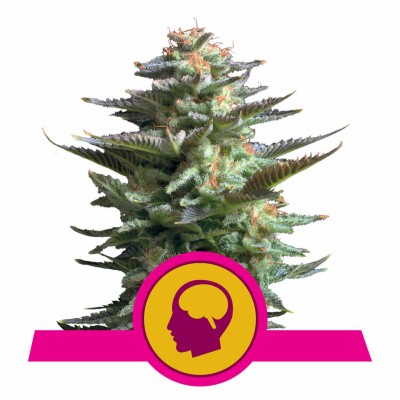 Amnesia Haze Feminisiert