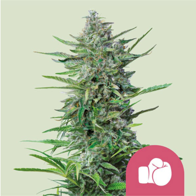 Purple Punch Feminisiert