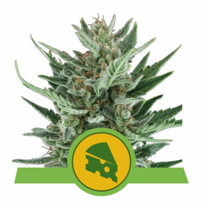 Royal Cheese Automatic