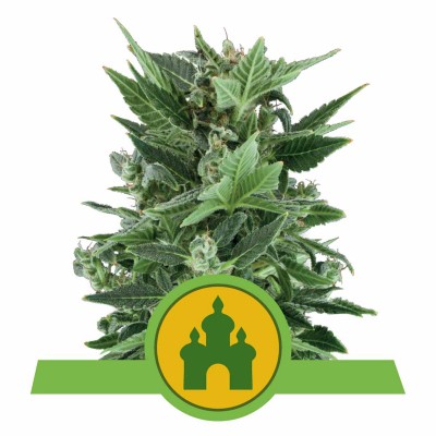 Royal Kush Automatic