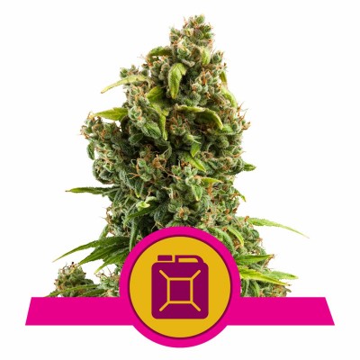 Sour Diesel Feminisiert