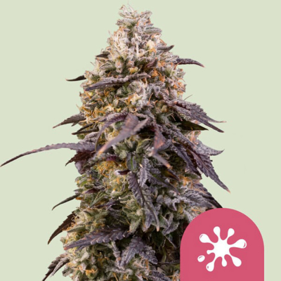 Sticky Queen Feminisiert