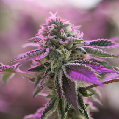 RS11 x Banana OG Feminisiert