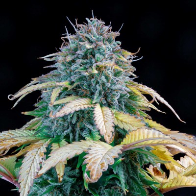 Samsquanch OG Auto