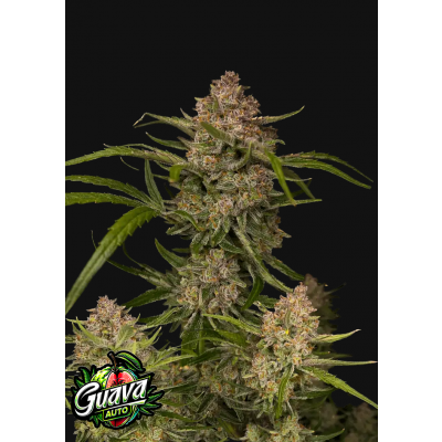 Guava Auto