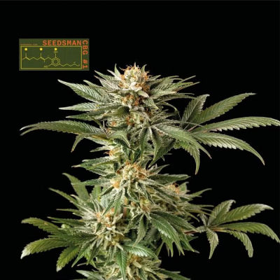 Seedsman CBG #1 Feminisiert